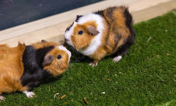 Guinea pigs